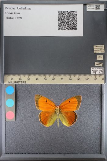 Media type: image;   Entomology 193886
